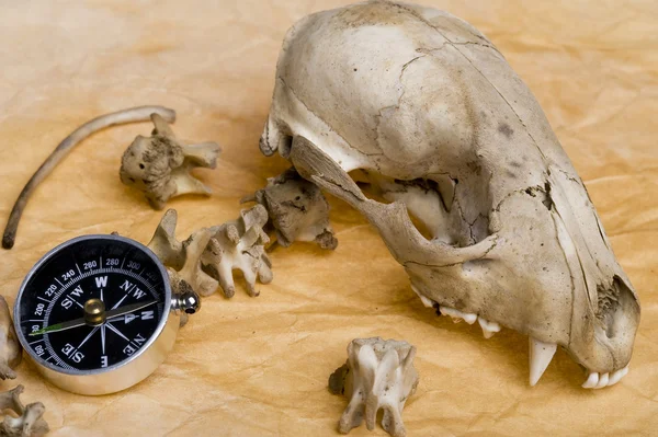 stock image Compass and skull