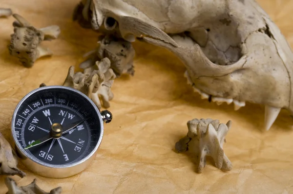 Compass and skull — Stock Photo, Image