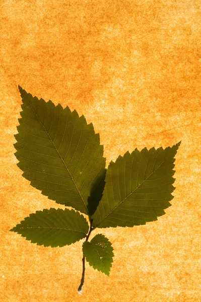 Папір і листя — стокове фото
