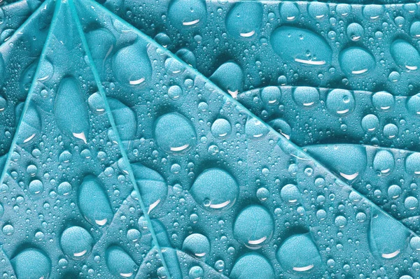 Liść niebieski — Zdjęcie stockowe