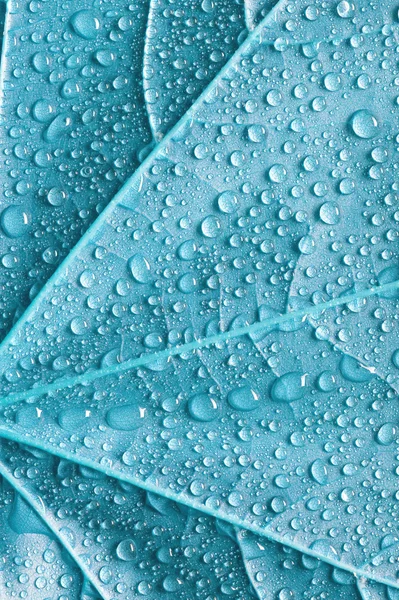 Folha azul — Fotografia de Stock