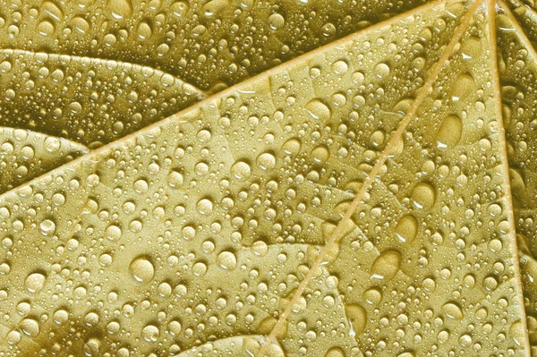 茶色の葉 — ストック写真