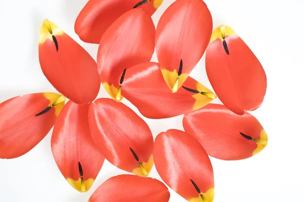 Kronblad tulip — Stockfoto