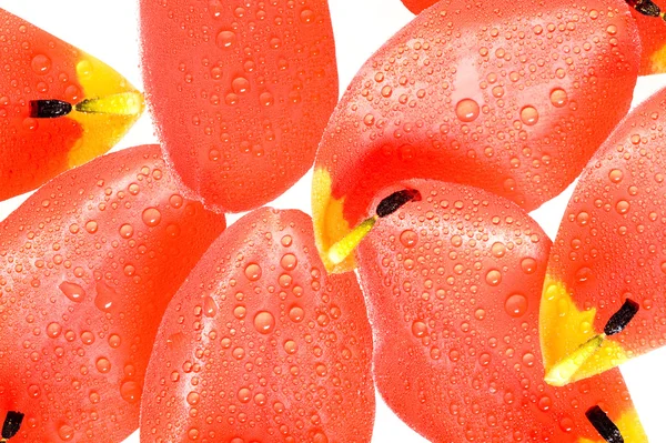Petal tulip — Stock Photo, Image