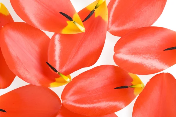 stock image Petal tulip