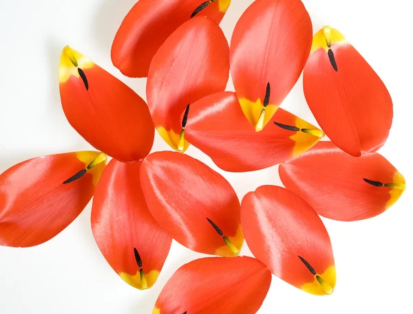 Kronblad tulip — Stockfoto