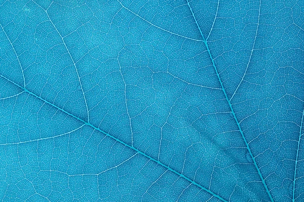 Blue leaf — Stock Photo, Image