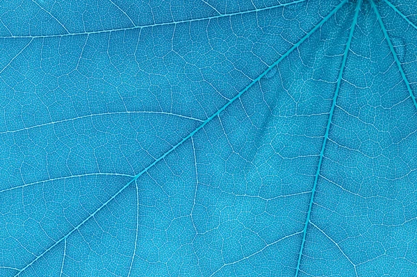 stock image Blue leaf