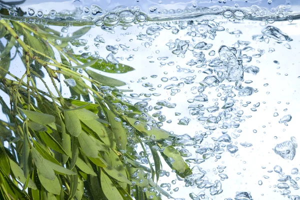Leaf and bubbles — Stock Photo, Image