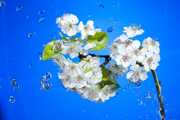 Blossom och regndroppe — Stockfoto