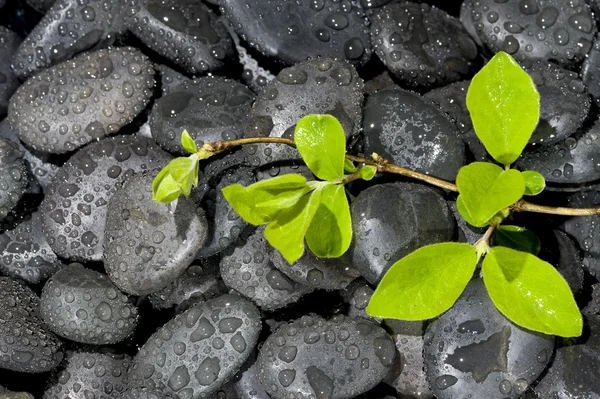 Zelená rostlina — Stock fotografie