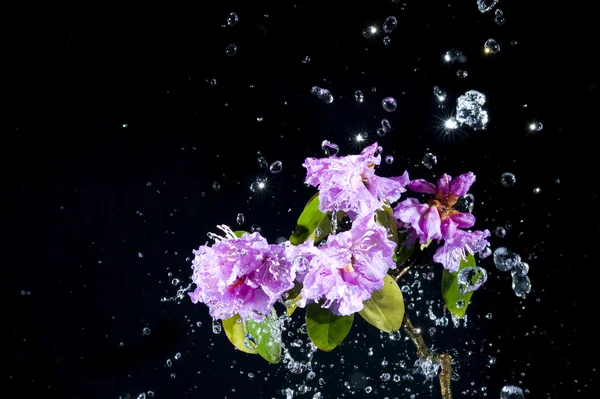 Flower with water — Stock Photo, Image