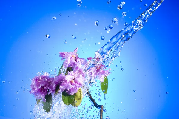 Rózsaszín virág virág — Stock Fotó