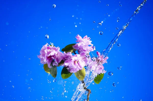 Blossom rosa blomma — Stockfoto
