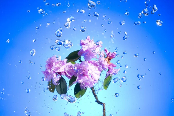 Blossom roze bloem — Stockfoto