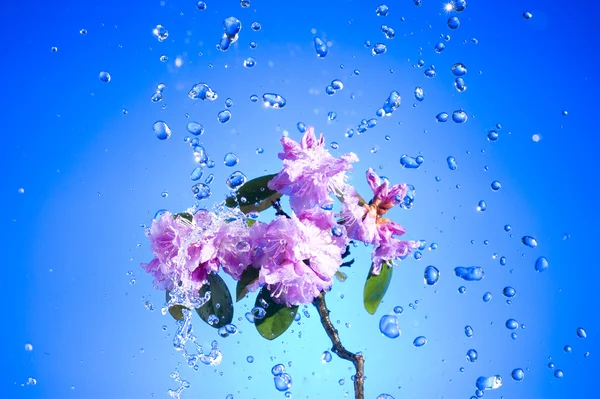 Pembe çiçek çiçek — Stok fotoğraf