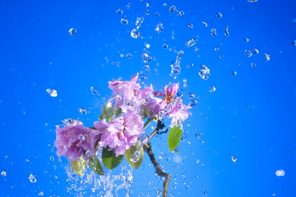 Blüte rosa Blume — Stockfoto