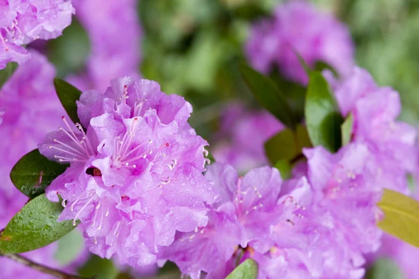 stock image Spring flower