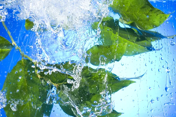 Yaprak ve su damlası — Stok fotoğraf