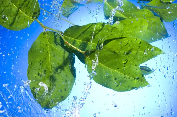 Leaves and water drop — Stock Photo, Image
