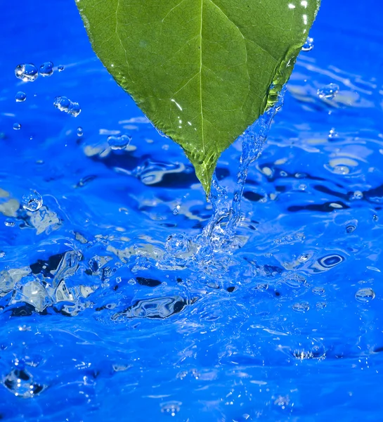 Wody i liść — Zdjęcie stockowe