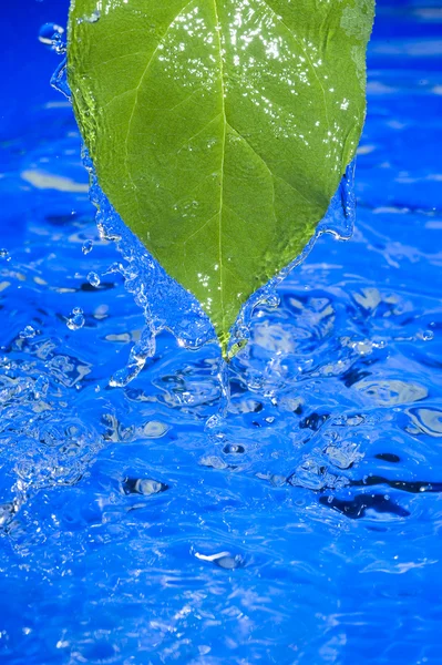Wasser und Blatt — Stockfoto