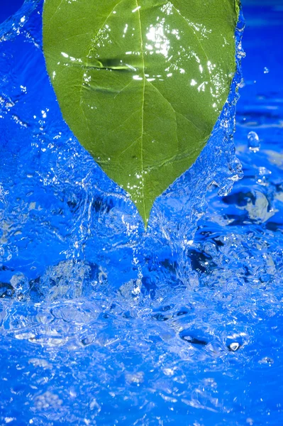 물과 잎 — 스톡 사진