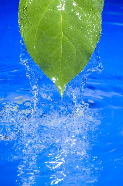 Agua y hoja — Foto de Stock