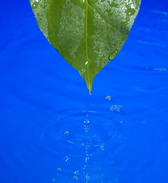 Acqua e foglie — Foto Stock