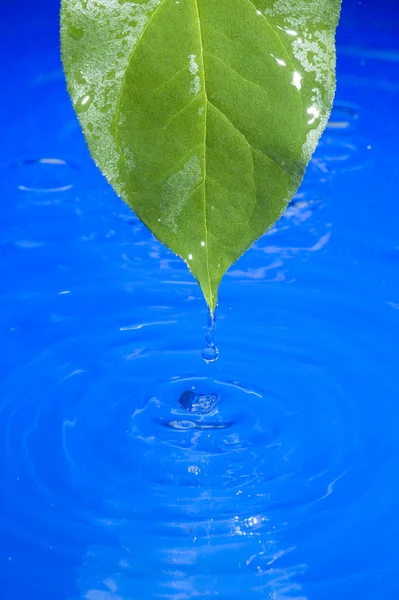 Water en blad — Stockfoto
