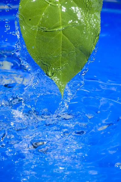 Vatten och blad — Stockfoto