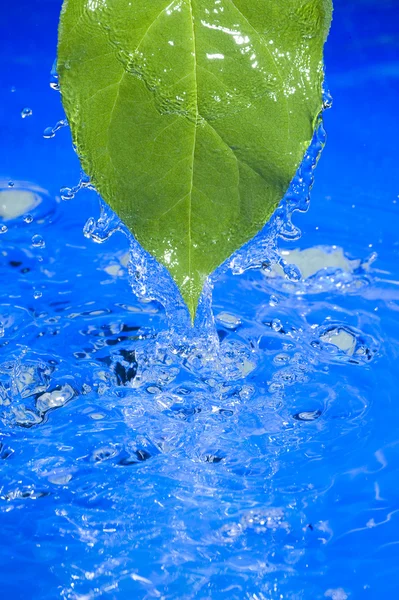 물과 잎 — 스톡 사진