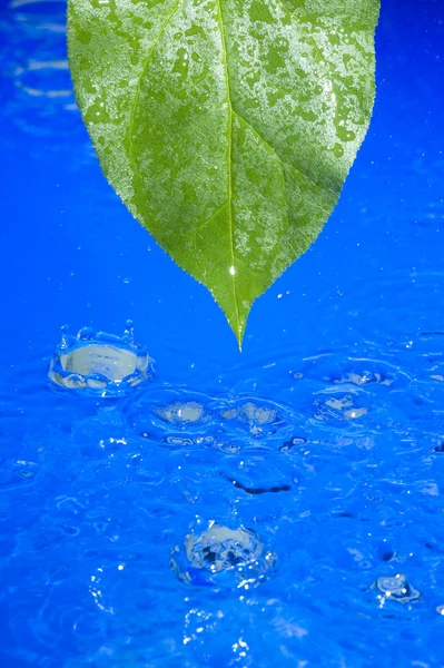 Vatten och blad — Stockfoto
