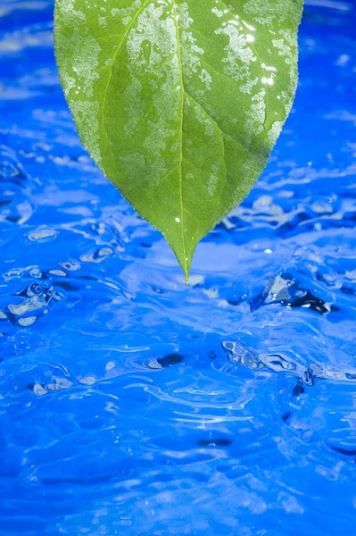 Víz és a leveles — Stock Fotó