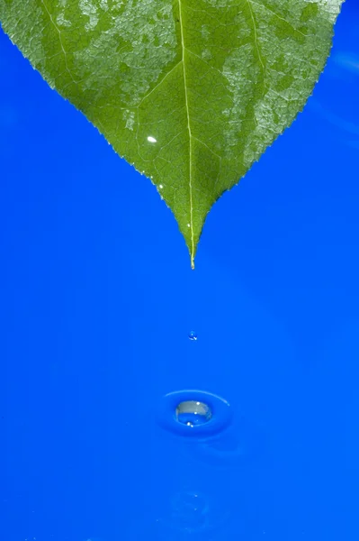 Water and leaf — Stock Photo, Image