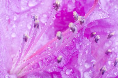 Flower with water drops clipart