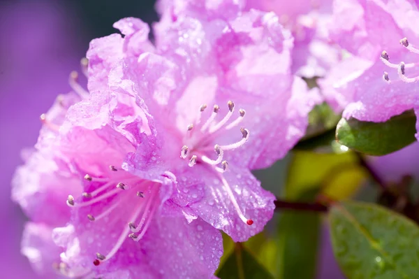 Květina s kapkami vody — Stock fotografie