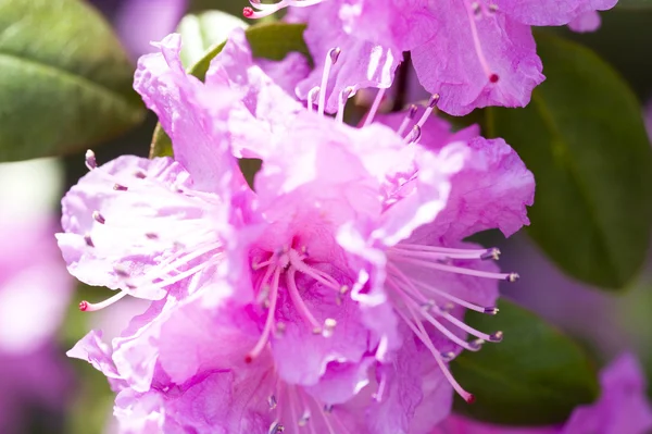 Stock image Flower with water drops