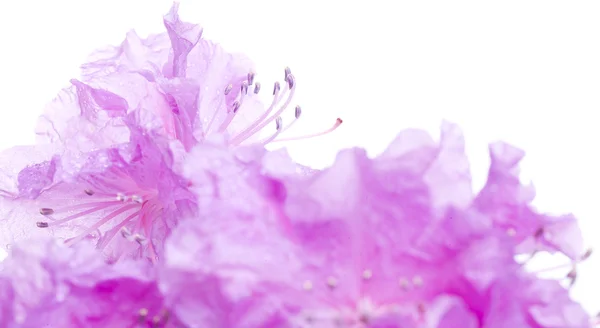 Blomma med vattendroppar — Stockfoto