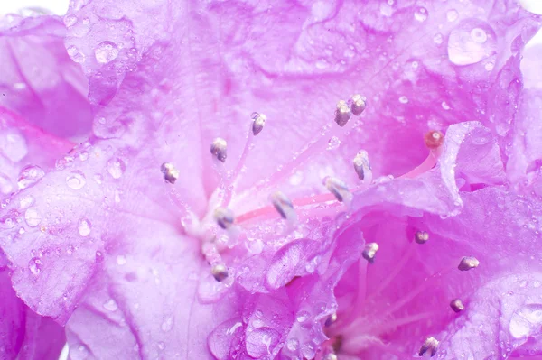 水滴のある花 — ストック写真