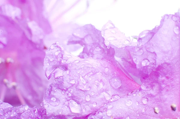 Blomma med vattendroppar — Stockfoto
