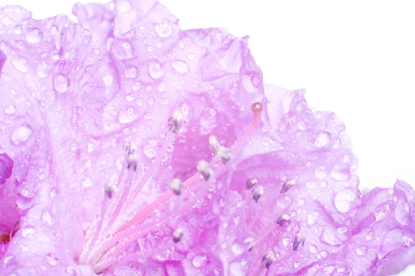 Flower with water drops — Stock Photo, Image