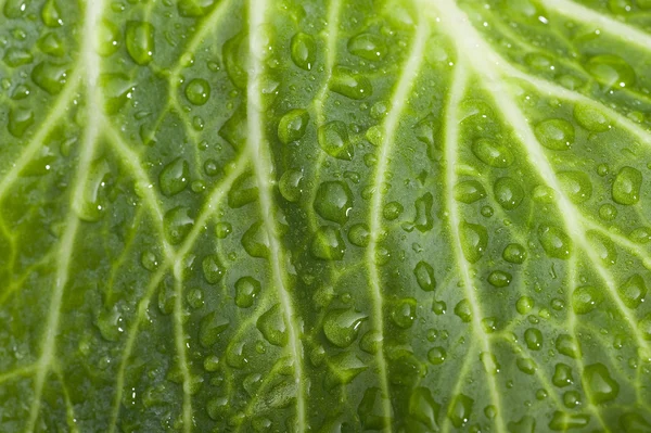 Leaf with water drops — Stock Photo, Image