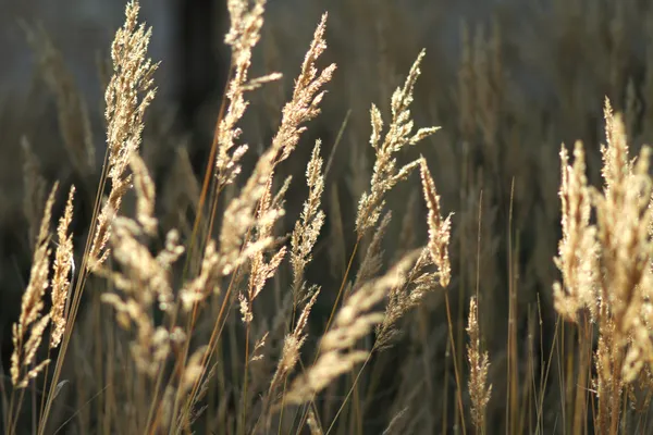 stock image Dry grass