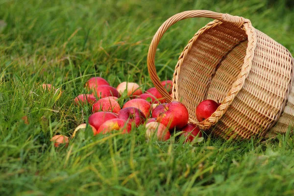 Cesta de maçã — Fotografia de Stock
