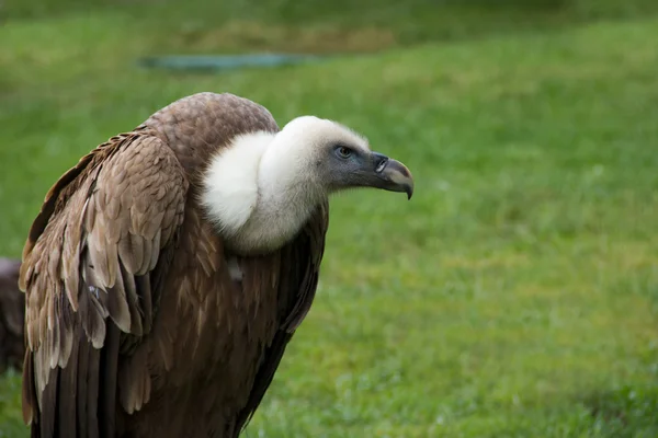 stock image Griffon Vulture - Gyps Fulvus