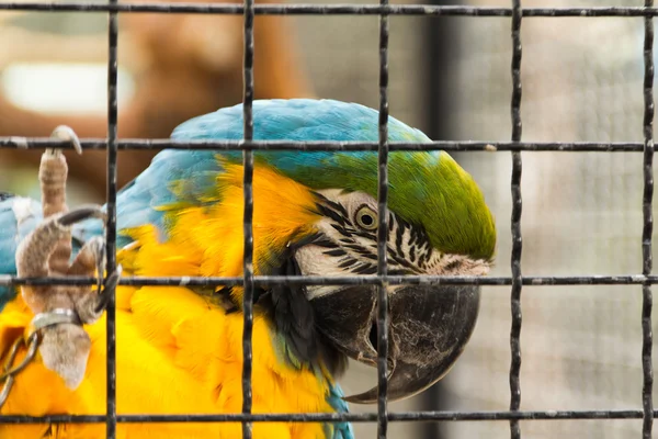 갇힌된 앵무새 — 스톡 사진
