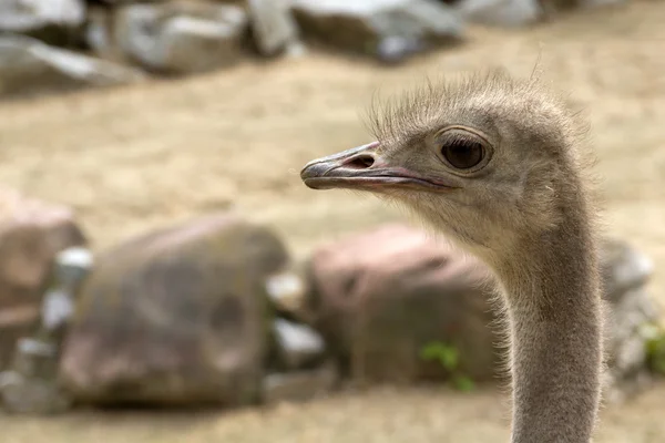 stock image Ostrich (Struthio Camelus)