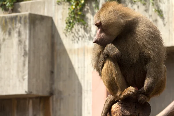 stock image Sitting Baboon staring