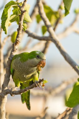 Keşiş muhabbet kuşu (myiopsitta monachus)